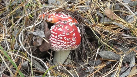 Two red fly agaric Video stock 118803597