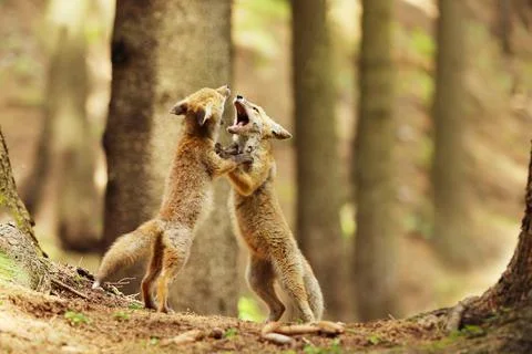 Two red fox cubes playing in forest - Vulpes Vulpes Stock Photos