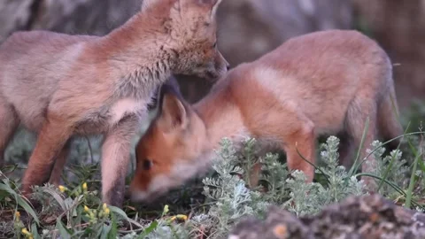 Two Red Fox Cubs Vulpes vulpes Sniffing the Ground in Search of Food Stock-Footage 293963794