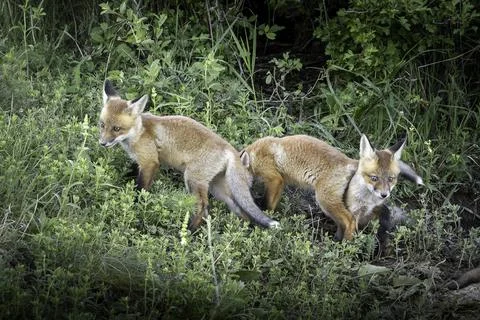 Two red fox cubs in the wild Stock Photos
