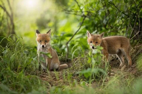 Two red fox looking to the camera in forest in spring Stock Photos