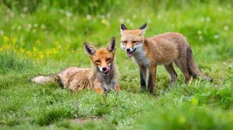 Two red fox lying on green meadow in summertime nature Stock Photos