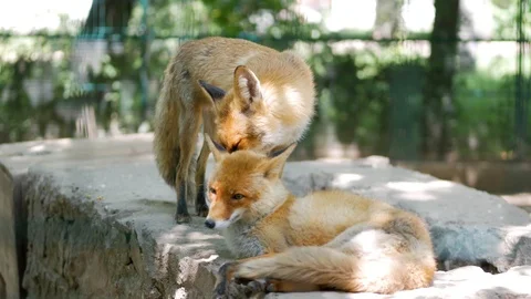 Two red fox playing together in the zoo Stock Footage 113217105
