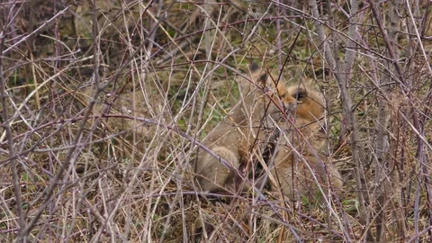 Two Red Fox Pups Stock Footage 106599785