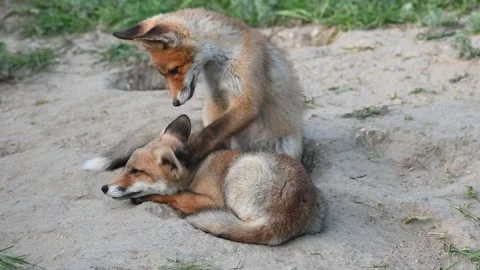 Two red Fox Vulpes vulpes close up Video stock 293172028