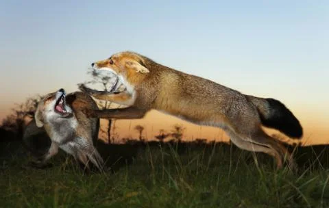 Two red foxes attacking each other and fighting over a territory Stock Photos