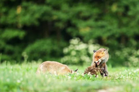 Two red foxes with catch bird on meadow in early morning - Vulpes vulpes Stock Photos