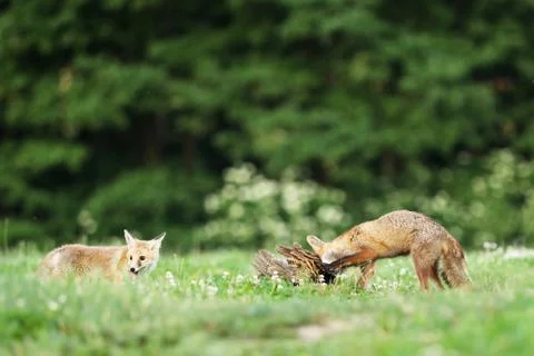 Two red foxes eating catch bird on meadow in early morning - Vulpes vulpes Stock Photos