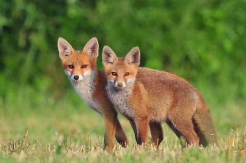 Two red foxes Stock Photos