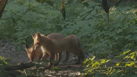 Two Red Foxes (Vulpes vulpes) play. Stock Footage 104666146