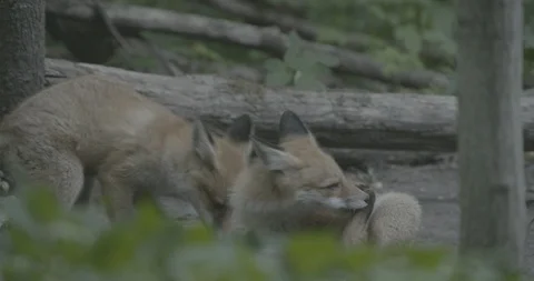Two Red Foxes (Vulpes vulpes). Video stock 104672602