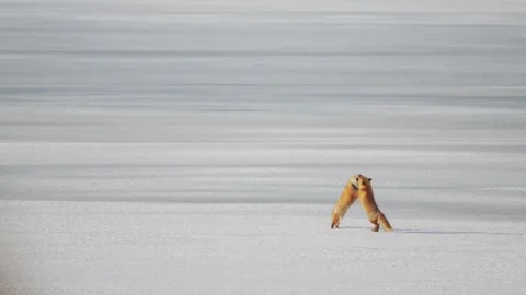 Two red foxes walking together Stock Footage 320516422