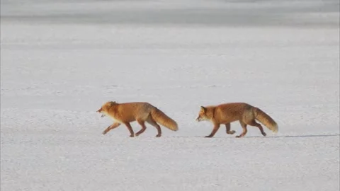 Two red foxes walking together (slow motion) Stock Footage 320516668