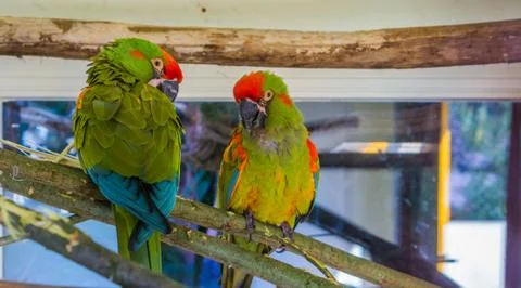 Two red fronted macaw parrots sitting together on a branch, tropical and crit Stock Photos