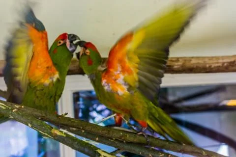 Two red fronted macaw parrots fighting together, aggressive animal behavior,  Foto stock