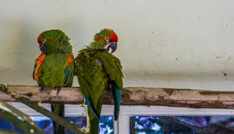 Two red fronted macaw parrots sitting on a branch together and cleaning their Stock Photos