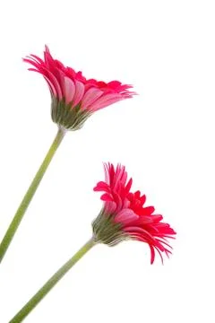 Two red gerber flowers Stock Photos