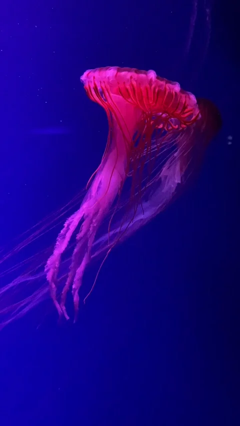 Two red glowing jellyfish floating in an aquarium pool Video stock 300054277