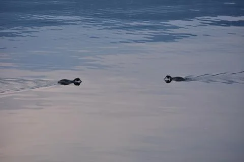 Two red grebes approaching with their beaks on the water Stock Photos