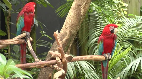 Two Red &amp; Green Parrots sitting on branches Stock Footage 49964054