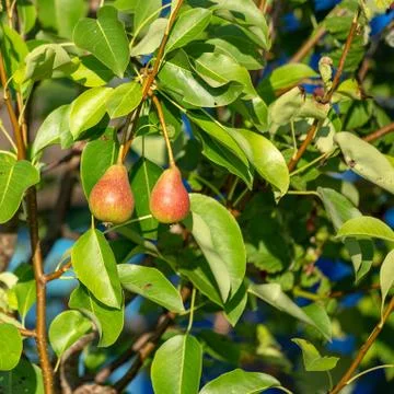 Two red-green pears hanging on a branch. Stock Photos