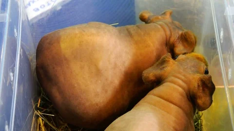 Two red guinea pigs in a close container are fed with grass. Stock Footage 77922761