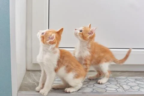 Two red-haired cats saw something interesting. Lifestyle. Stock Photos