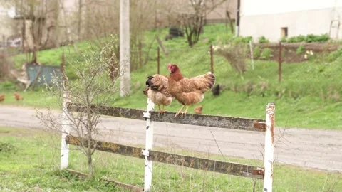 Two red-haired chickens are sitting on the fence. home farm Stock Footage 206059171