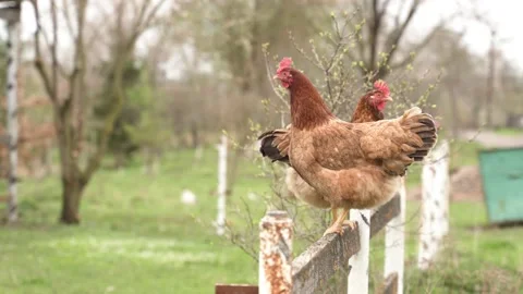 Two red-haired chickens are sitting on the fence. home farm Stock Footage 206059201