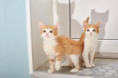 Two red haired kitten saw something interesting. Lifestyle. Stock Photos