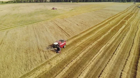 Two red harvesters working in a wheat field Video stock 118247607