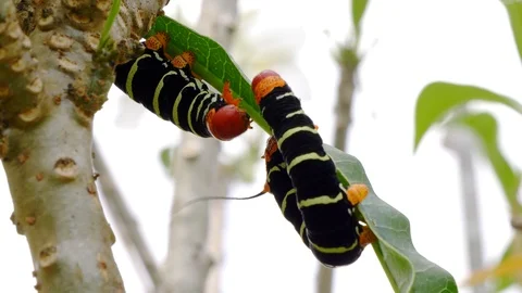 Two Red Head Caterpillar eating plant leaf. Stock Footage 121128550
