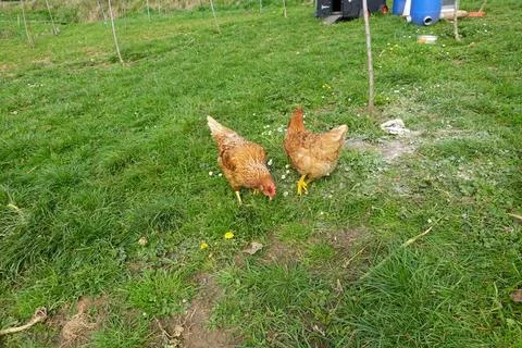 Two red hens pecking in the grass of a free range farm Stock Photos