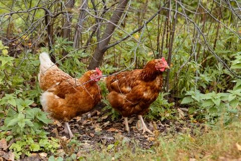 Two red hens stroll through the forest among branches and low green vegetation. Stock Photos