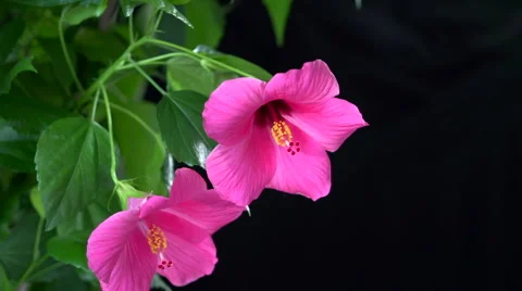 Two red hibiscus. Timelapse of flowers blooming on black background Video stock 55304397