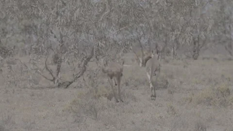 Two Red Kangaroos hopping away slow motion outback NSW  2 Vídeo Stock 330979918
