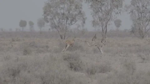 Two Red Kangaroos hopping slow motion tracking shot outback NSW  2 Vídeo Stock 330979953