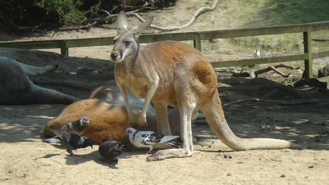 Two Red Kangaroos. One standing, one lying down. Stock Photos