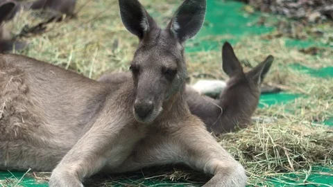 Two red kangaroos sleeping on grass Stock Footage 115938593