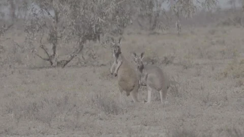 Two Red Kangaroos tracking shot outback NSW  2 Vídeos de archivo 330979893