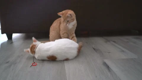 Two red kitten doing funny pose while playing with a ball. Stock Footage 144699568