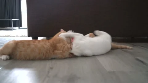 Two red kitten doing funny pose while playing with a ball. Stock Footage 144699631