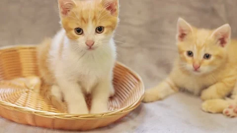 Two red kittens are closely watching something Stock Footage 246708168