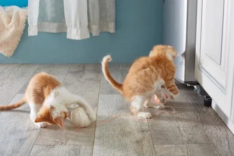 Two red kittens are playing on the floor. Lifestyle. Stock Photos