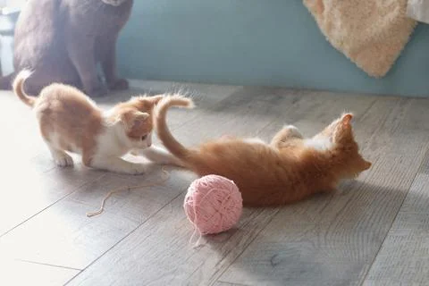 Two red kittens are playing on the floor. A large gray cat is sitting in the Stock Photos