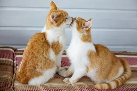 Two red kittens lick each other on the striped sofa cushions. Stock Photos