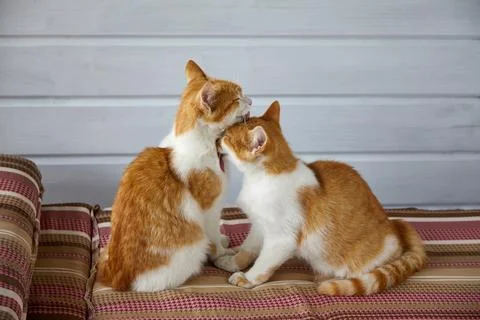 Two red kittens lick each other on the striped sofa cushions Stock Photos