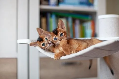 Two red kittens resting on hammock on scratching post. Stock Photos