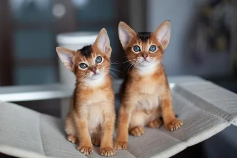 Two red kittens sitting on hammock on scratching post. Stock Photos