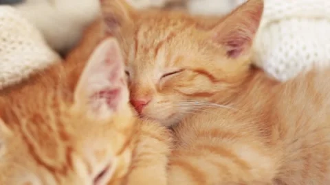 Two red kittens sleep on knitted white blanket. home pets, Video stock 139230081